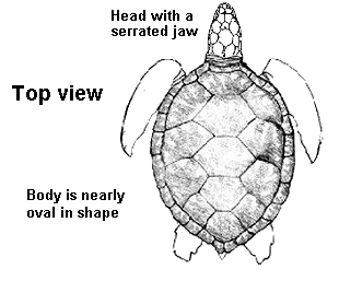 hard-shell