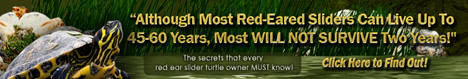 Red Eared Slider Secrets